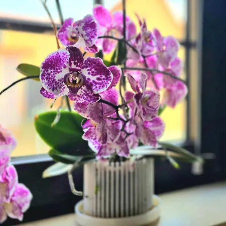 아파트 Happy Homes Red - Dein Stylisches Maisonette-apartment Mit Wow-effekt! 알텐슈타트